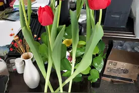 4种植物的水培方法，养护遇到的问题和解决方法，学一学图片