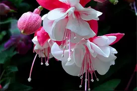 一年四季都能开花的花卉植物图片