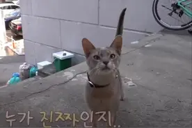 小猫出轨翻车被捉，蹭吃蹭睡还撒网“养鱼”？网友：洪世贤是你吗图片