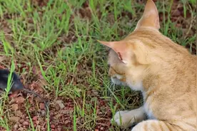 老鼠身上那么脏，猫吃了却不会生病，难道猫对老鼠的病菌免疫吗？图片