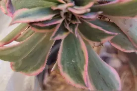 3块多钱买棵缀化多肉，只长“胡子”不长个头，脱盆一看明白了图片