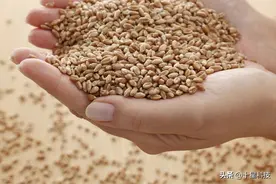 小麦品种：都说自己高产！只看2点，让骗子暴露无遗图片