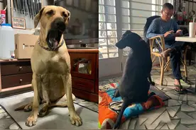 两只巨犬半夜狂叫，吵醒主人遭打骂，监控调真相，小心有人丢毒饵图片