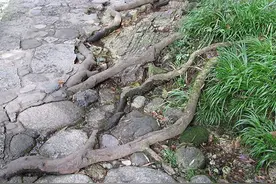 田地里的大树，怎样才能杀死树根？试试这个办法图片