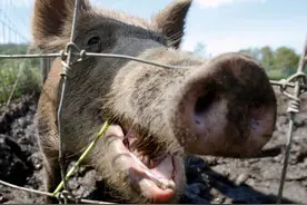 美国野猪成灾，家猪逃亡，遍地开花，猪丁兴旺图片