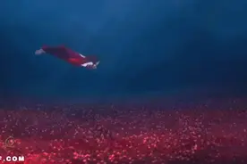 水中花美女，水中翩翩起舞图片