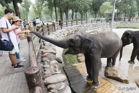 世界大象日 看亚洲象玩嗨“泼水节”图片