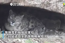 罕见雪豹哺乳画面曝光：雪豹妈妈岩洞中哺育幼崽图片