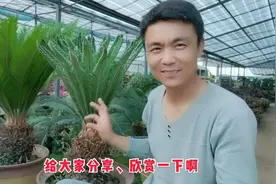 盆栽铁树剪光秃，两个时机把握住，半个月还你翠绿生机，心满意足视频封面