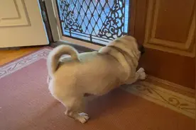 哎Dad，求求你给我拿出来好吗？不，你自己能拿出来的！😾😼视频封面