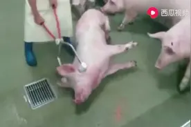 猪就这样被电死了，，视频封面