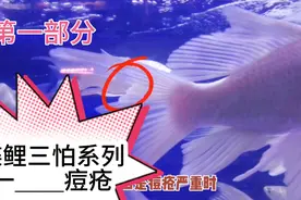 蝴蝶鲤三怕之一，痘疮。蝴蝶鲤得痘疮了怎么处？