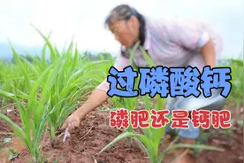 过磷酸钙是磷肥还是钙肥，使用不当，农作物根本无法吸收