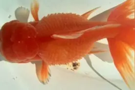 十三 金鱼炸麟症状治疗（上）