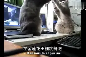 两只猫拍手唱歌与狗和吃货主人的神仙配音视频合集，哪个更吸引你