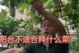 阳台上什么菜不适合种？老张告诉你，别踩这个坑！视频封面