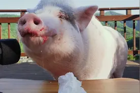 这回可知道猪嘴巴吃东西的声音是怎样子的了视频封面