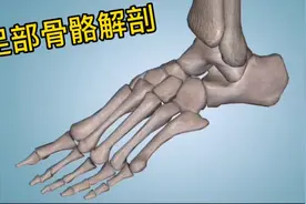 足部骨骼基础解剖，（足部：跗骨、跖骨、趾骨）视频封面