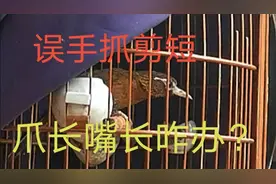 画眉鸟爪子跟嘴长了咋办，贵州农民这种方法简单有效，一起来了解视频封面