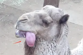 骆驼疑似中毒吐出肿大的舌头，又抖又颤，知道真相的游客笑了视频封面