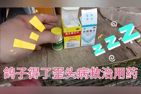 鸽子得了病后常常歪着头站也站不稳，用药救治方法介绍。