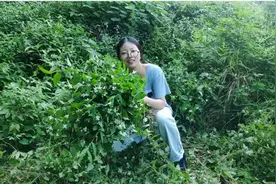村妹强烈推荐农村这种野草，清热又降暑，夏季必备！知道是什么吗视频封面