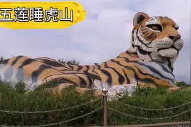 叩官镇五莲睡虎山，也是小米总裁卢伟冰的家乡。你们看看多少老虎视频封面