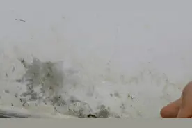 抓紧在家里撒一把，不管多潮湿的房间，分分钟干爽不潮湿！好方法视频封面