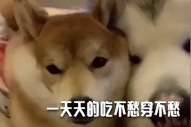 养狗后主人开心了，阿拉斯加和小柴犬却废了！
