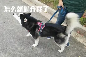 狗狗和主人一个月没见了 见面后骂骂咧咧 指责主人