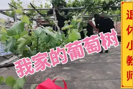 我家的果树之葡萄树，香甜可口的巨峰葡萄黄玫瑰葡萄，给我们家省视频封面