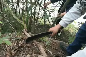 深山老林里的鸡血藤，客家人叫老人根。
