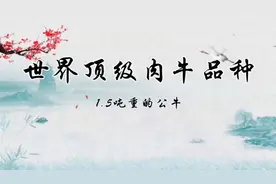 世界顶级肉牛品种西门塔尔牛深受广大养殖户的喜欢视频封面