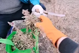 东北的春天满山枯草，山里唯一的野菜出现只不过蒙面挖菜有点吓人视频封面