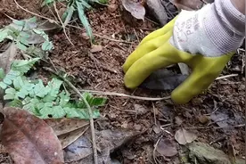 山上挖一种叫四叶参药材煲汤喝，这种东西现在特别贵哦，煮汤又甜