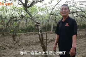 猕猴桃“绝症”溃疡病，如何早发现、早治疗？办法、配方全在这！视频封面
