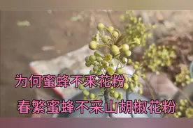 为何有些蜂群不釆花粉视频封面