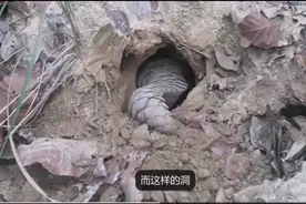为什么叫它穿山甲，看了它挖洞的速度你就知道了