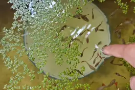 孔雀鱼从小苗到成鱼到育苗只需二个月，昨天就开始生第一窝啦视频封面