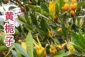 农村黄栀子，清肝明目，清热泄火，不花钱还好使，遇见记得摘回家