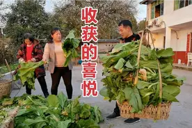 皖姐家的菜园丰收了，四川的特色青菜系列，皖姐在安徽从没见过视频封面