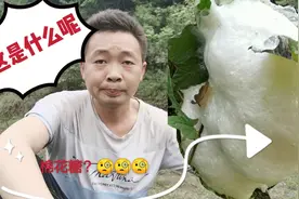 树上一坨一坨的白色泡沫，到底是什么？跟着镜头为大家科普下