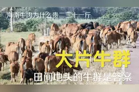 海南牛肉比大陆贵20至30一斤，看到这小黄牛养牛方式你还嫌贵吗视频封面