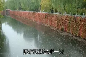 清华大学校园景色配上这首歌曲《酒醉的蝴蝶》，美爆啦！