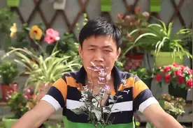 除了玫瑰，送她（他）薰衣草更能代表爱情