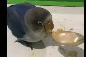 这只鸟貌似是鸭子杂交，叫声嘎嘎嘎的，吃起饭来太野蛮！