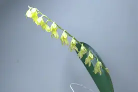 迷你兰花-叶上花兰，开花了！视频封面