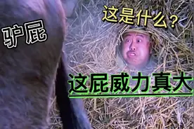 盘点电影放屁搞笑片场，还是驴放屁的这段精彩，太搞笑。视频封面