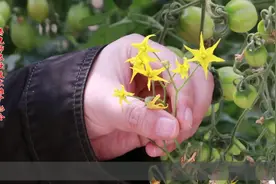 西红柿点花与不点花的区别视频封面