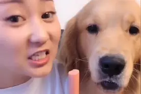 金毛周大壮为了吃火腿肠，恶狠狠的表情，结果周大壮就是纸老虎